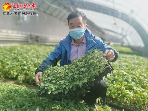 在自己家阳台上打造 绿色田园 听听专家怎么说 腾讯网