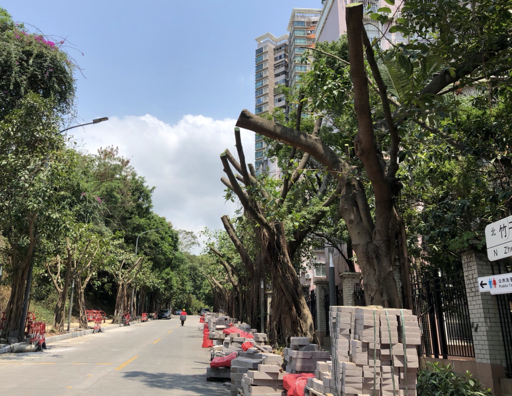 深圳多处行道树被"剃光头 市民:希望为夏天留一片绿荫