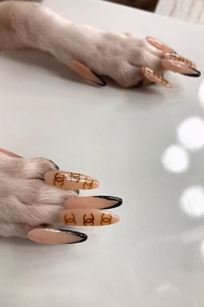 太扎眼美国美甲师为宠物狗制作修长指甲网民批虐狗博关注