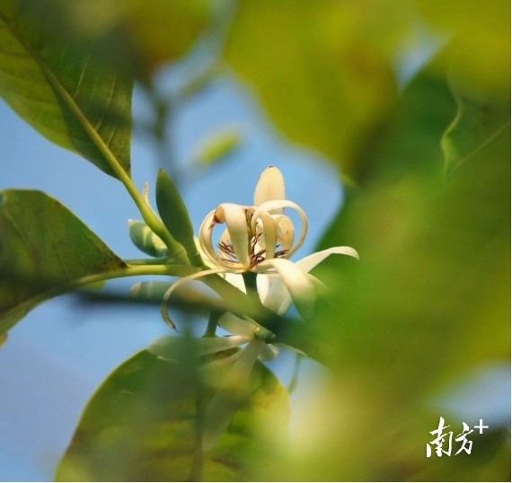 图集东莞市花白兰开了满街清香你闻到了吗