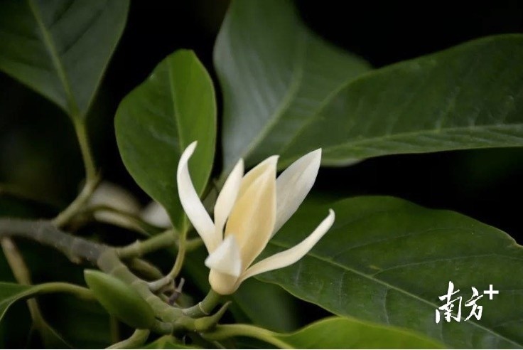 图集东莞市花白兰开了满街清香你闻到了吗