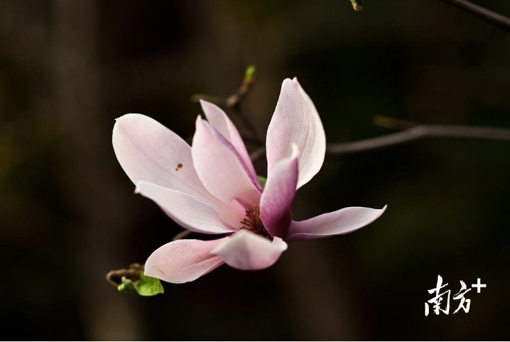 图集东莞市花白兰开了满街清香你闻到了吗