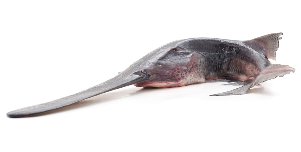 初见即是永别的长江白鲟,为何倒在了2019年最后一天