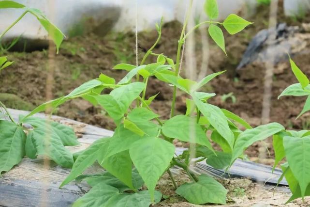 在建檔立卡戶汪新瑞豆角大棚裡,他一邊忙著查看豆角生長情況一邊介紹