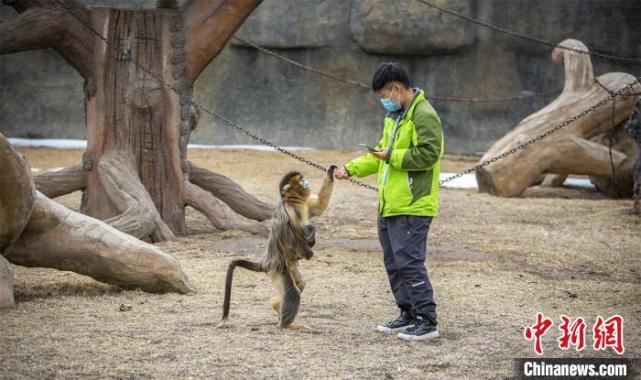 實現高緯度地區連續繁育|龍沙動植物園|金絲猴|齊齊哈爾|李賀