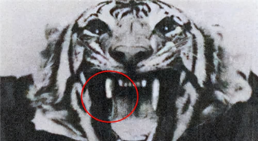 查姆帕瓦特的食人虎图片