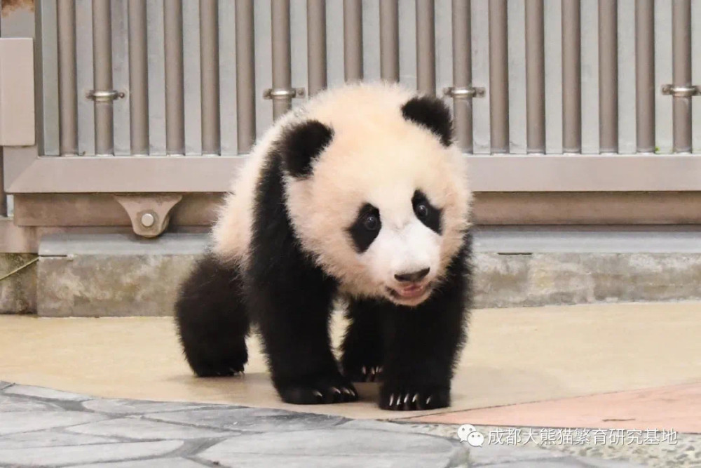 旅日新生大熊猫幼仔枫浜萌图曝光