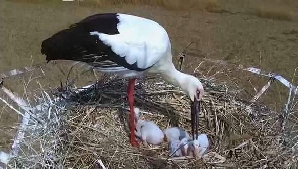 都说虎毒不食子但白鹳妈妈为什么要杀死自己的雏鸟