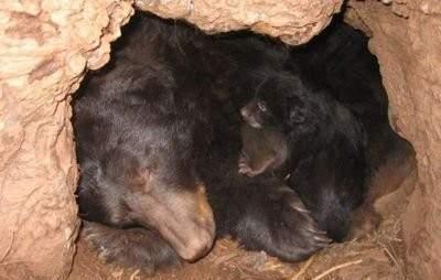 熊为什么要冬眠冬眠的熊会被老虎拖出去吃掉吗