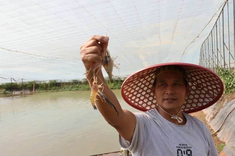 谢富军淡水养虾钱景好