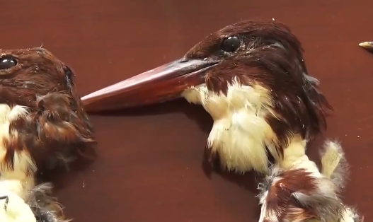 太残忍北京一男子拔活翠鸟羽毛制作饰品被刑拘