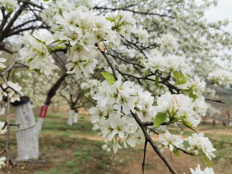 长春莲花山梨花节图片