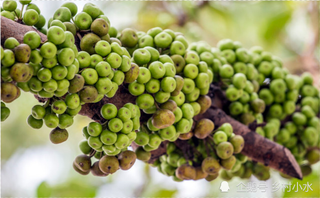 1斤能卖30元,世界上最大的无花果"大果榕",为啥种的人不多_腾讯新闻