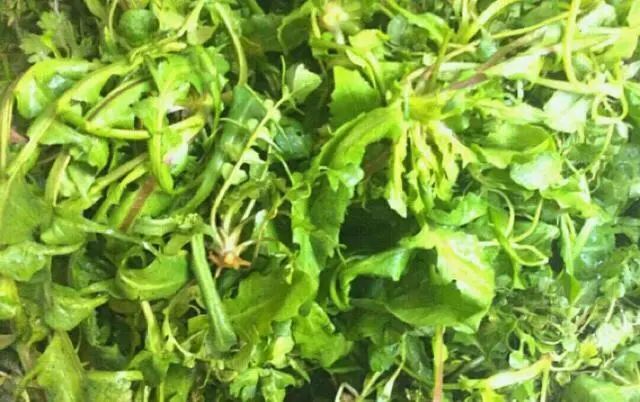 荠菜|野菜|窝窝头|玉米粉