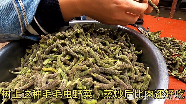 这种长得像毛毛虫的野菜摘回家蒸上一锅口感绵软全家抢着吃