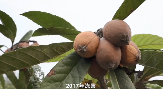 普通枇杷多少钱一斤