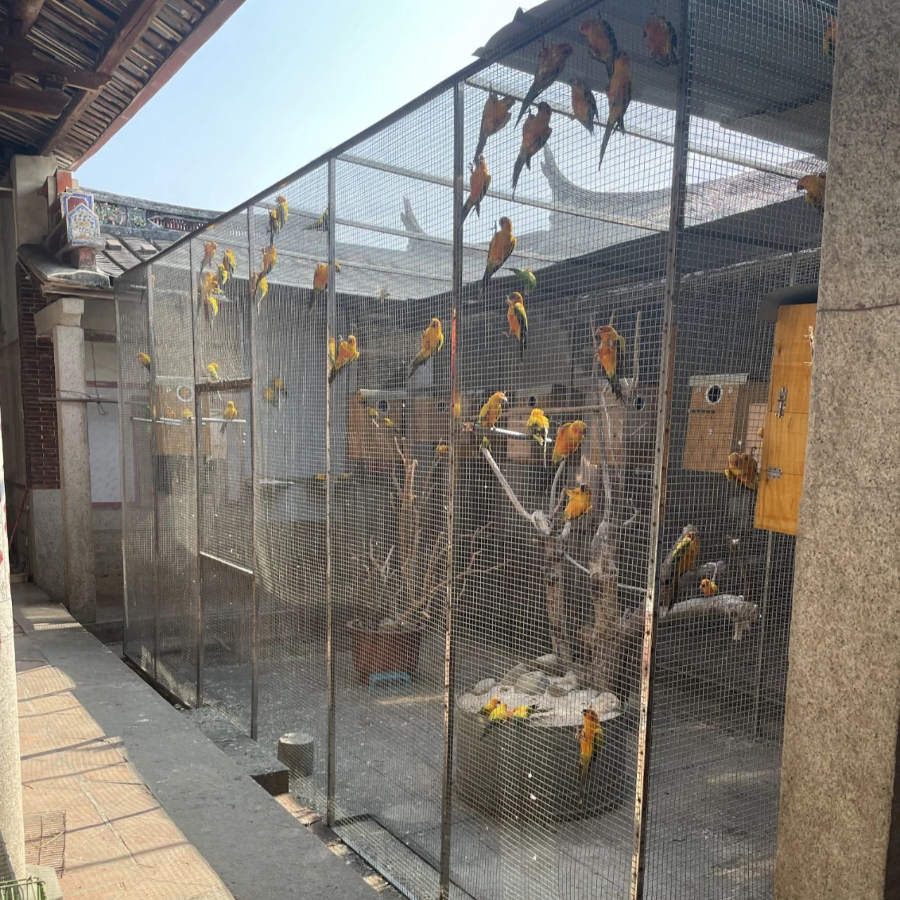 基地时,民警发现,廖某文的鹦鹉养殖"颇具规模",前后一共有三间鸟舍,两