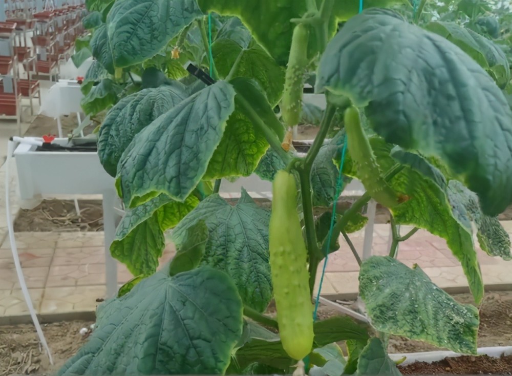 掌握好3个方法 无土栽培种蔬菜 根系长势好 产量高 腾讯新闻