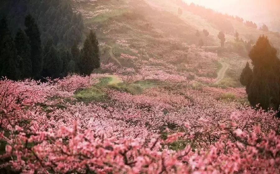 00桃花节免费门票领取时间9:00-16:30地点:阳泉·平坦镇·桃林沟景区