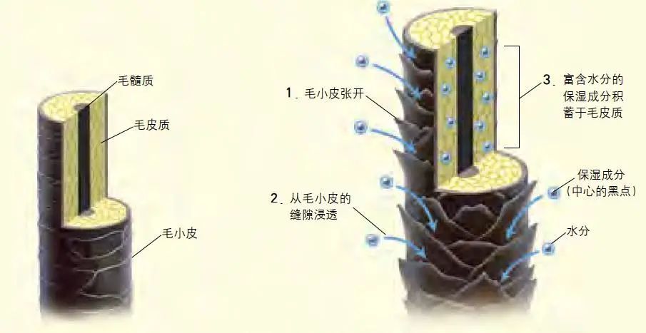 洗发后,由于毛小皮张开导致头发内部的保湿成分流失