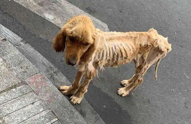 路边一只金毛瘦成"排骨",却依然待在原地等候:主人怎么还没来