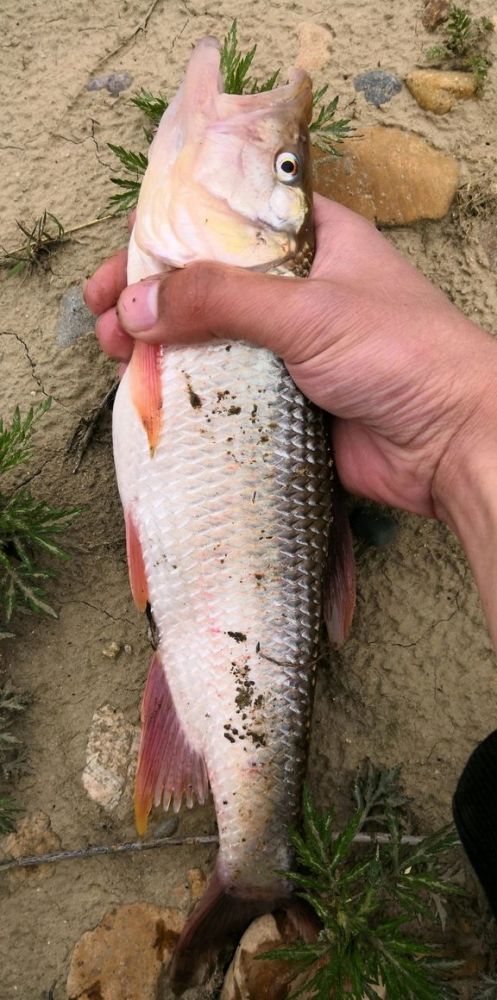 山东马口鱼种群丰富但因为电鱼真正的巨马已难觅