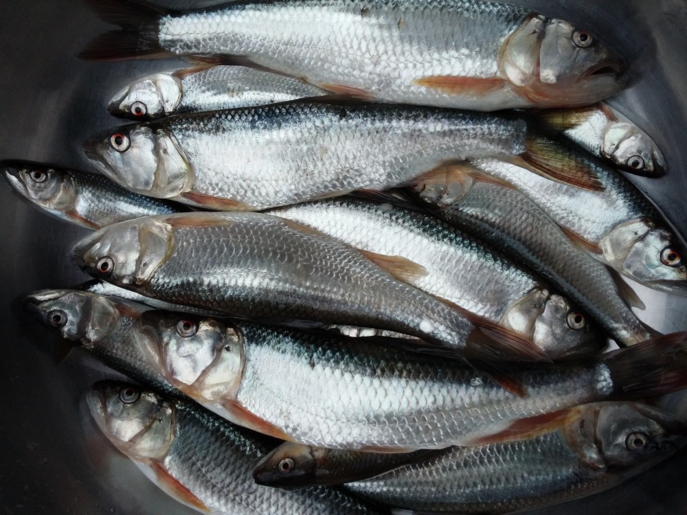 山东马口鱼种群丰富但因为电鱼真正的巨马已难觅