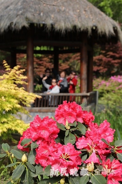 丹东杜鹃花展图片