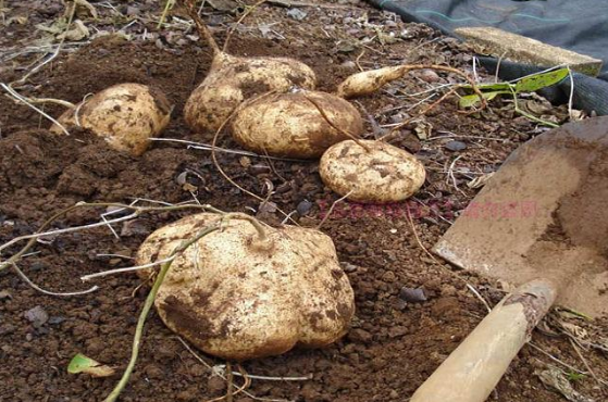 长在地下的瓜 既是水果也当粮食吃 曾大面积种植 但种子有剧毒 腾讯新闻