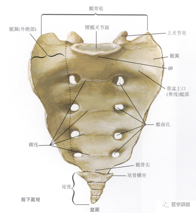 填圖題|骶骨解剖(前下面觀)