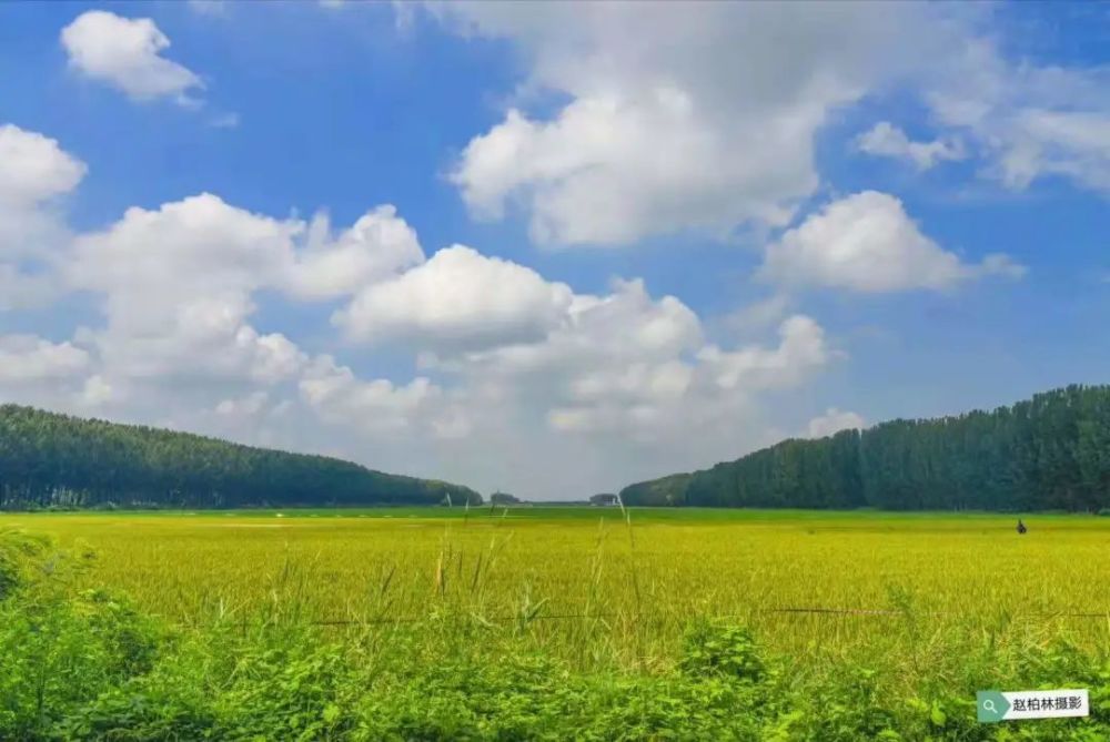 十家不得不品的曹妃甸蟹田米你尝过几个