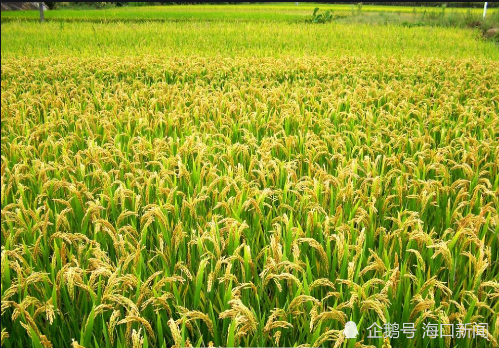 第四屆中國三亞國際水稻論壇暨一帶一路糧食安全走廊論壇將於21日召開