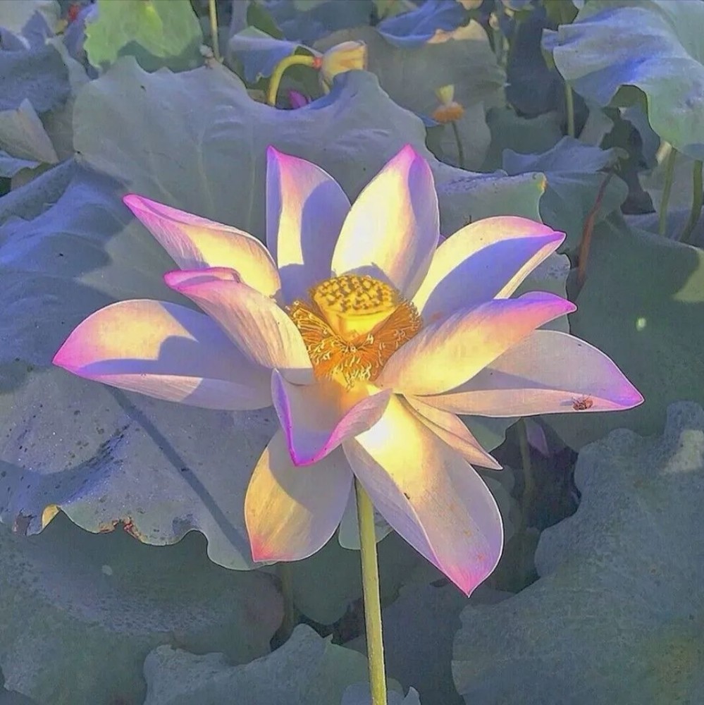 头像61让这组莲花头带着你驰骋中老年人俱乐部