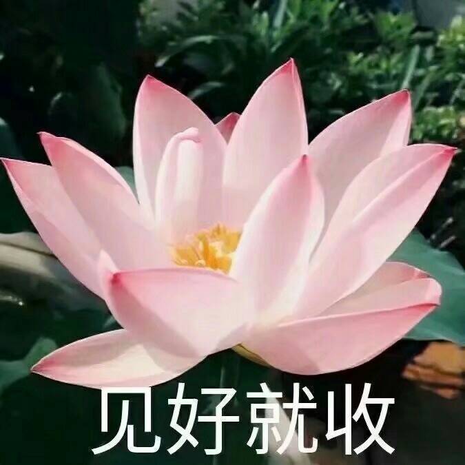 潮男潮女必备头像荷花