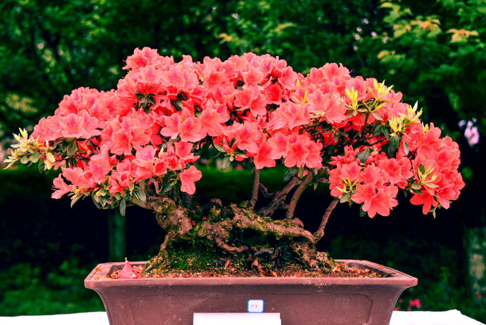 形态各异的树桩再配上盛开的杜鹃花美不胜收吸引不少游客前来观赏盆景