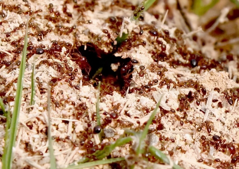 红火蚁入侵我国防治却是异常困难普通人如何避免被蜇伤