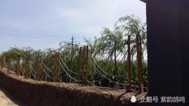 绿色长城长春之最长长的柳条边