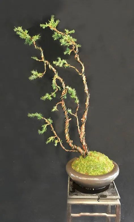 淘了两株沙地柏小苗撸起袖子试一试双干文人式盆景造型