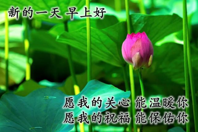 一路向陽,靜候花開,願事事如意,擁抱愛與自由!