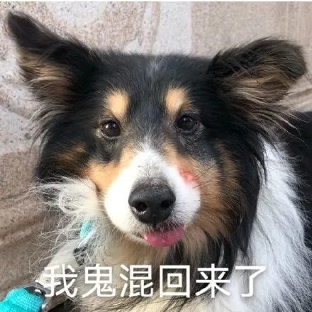 表情包我鬼混回来啦哈哈