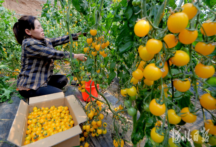 2021年4月13日,河北省成安县三信农业产业园工人们正在采摘西红柿.