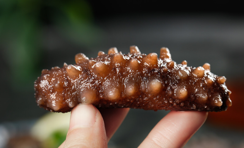 海胆蒸蛋火了 海参 海螺 海肠眼红了 腾讯新闻