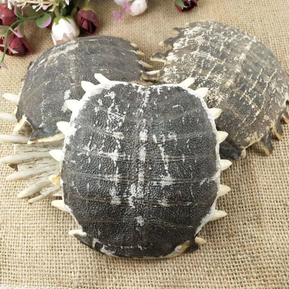 神农识药疏调宁坤汤之鳖甲