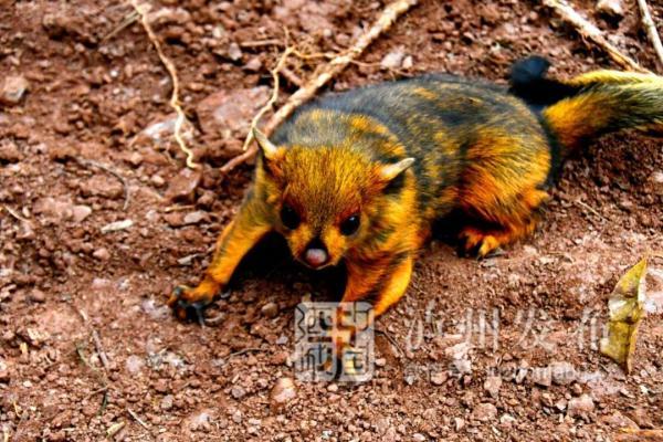 又名寒号鸟前方有小学语文课本出现过的呆萌小可爱出没