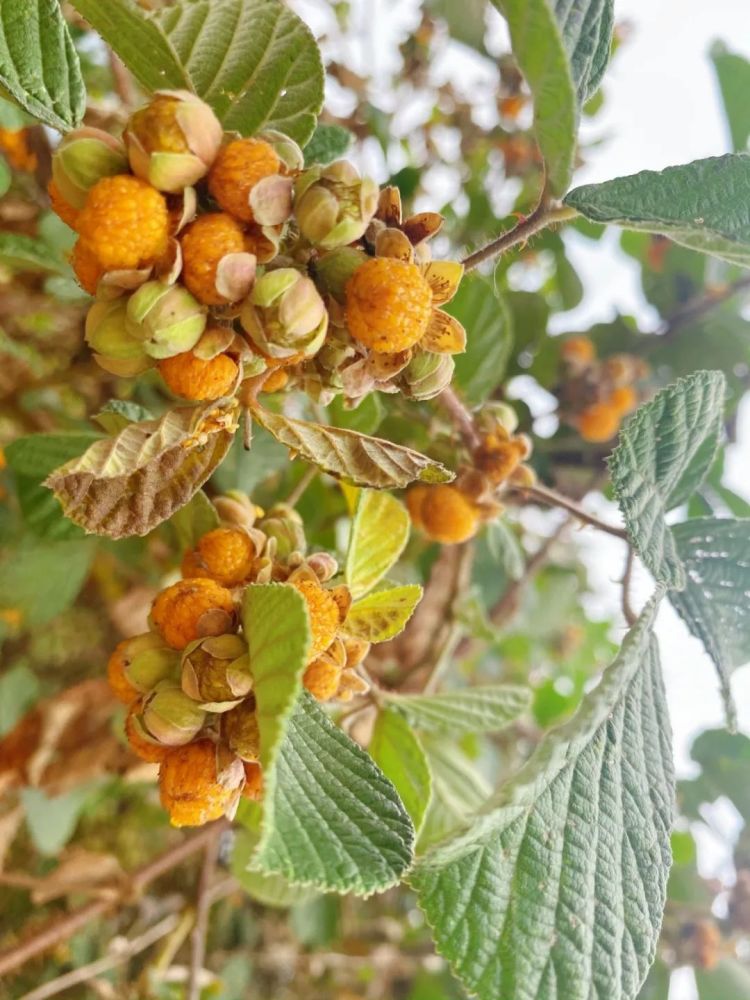 金灿灿,水灵灵的路两边,山坡上,田间地头布谷鸟一叫就到黄泡成熟时