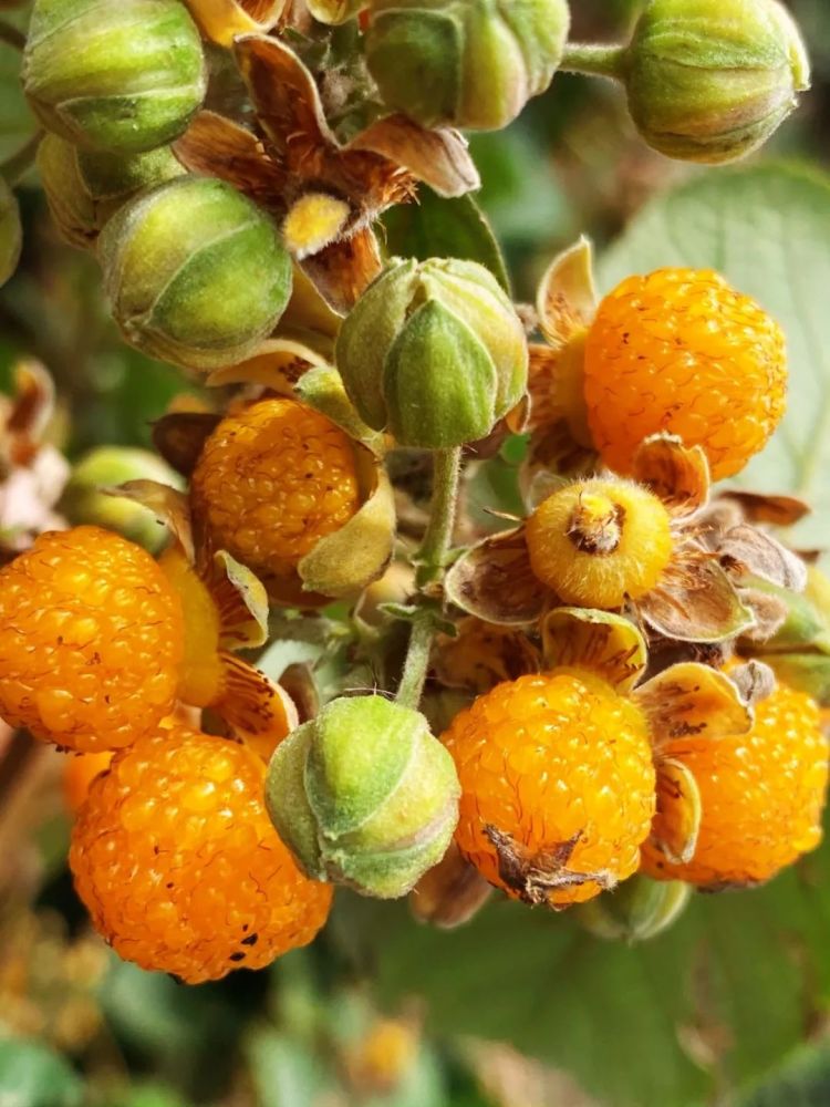 会被黄泡刺扎到手但是那时候的我们根本顾不上那些只想着自己多摘点