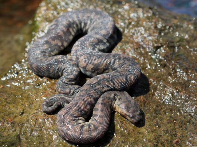 阿拉佛拉瘰鳞蛇(图片来源:commons.wikimedia)
