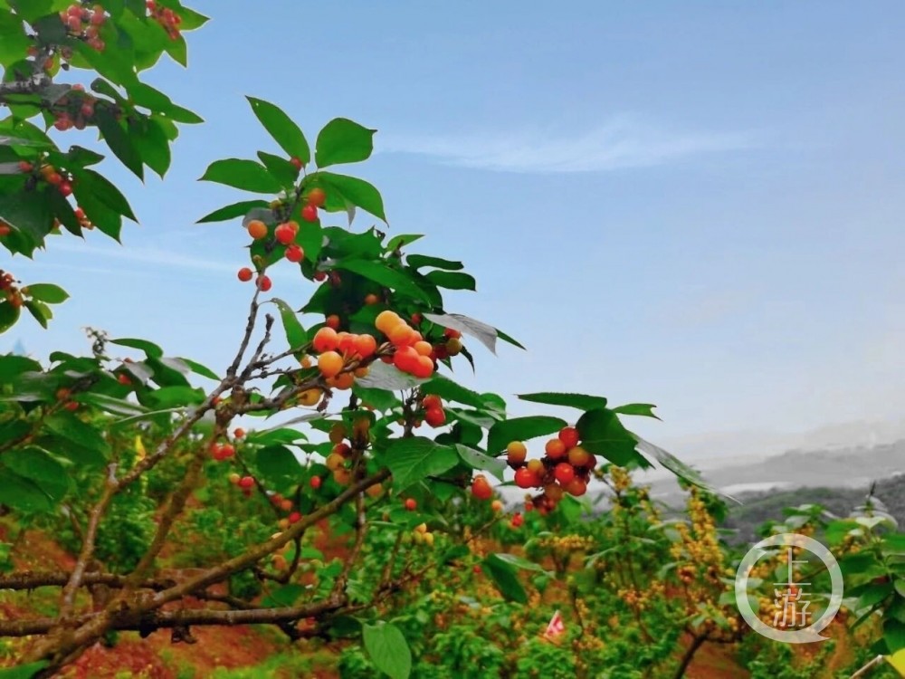 玉峰山樱桃基地图片图片