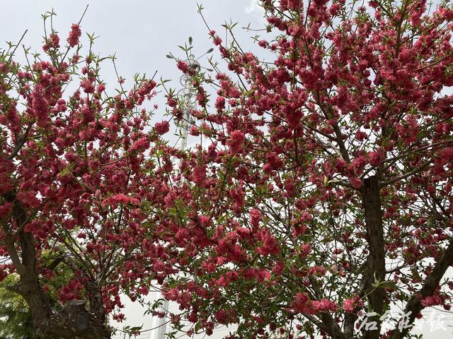 满树合娇烂漫红石家庄碧桃大道5000株碧桃醉春风