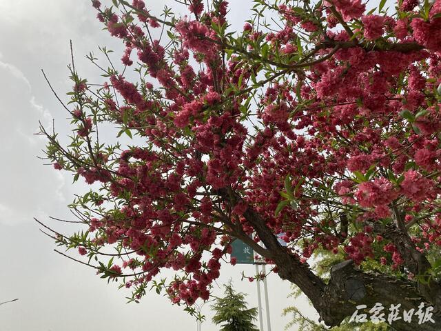 满树合娇烂漫红石家庄碧桃大道5000株碧桃醉春风